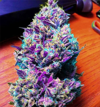 Purple-Kush.jpg.png
