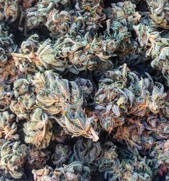 Skywalker-kush.jpg.png