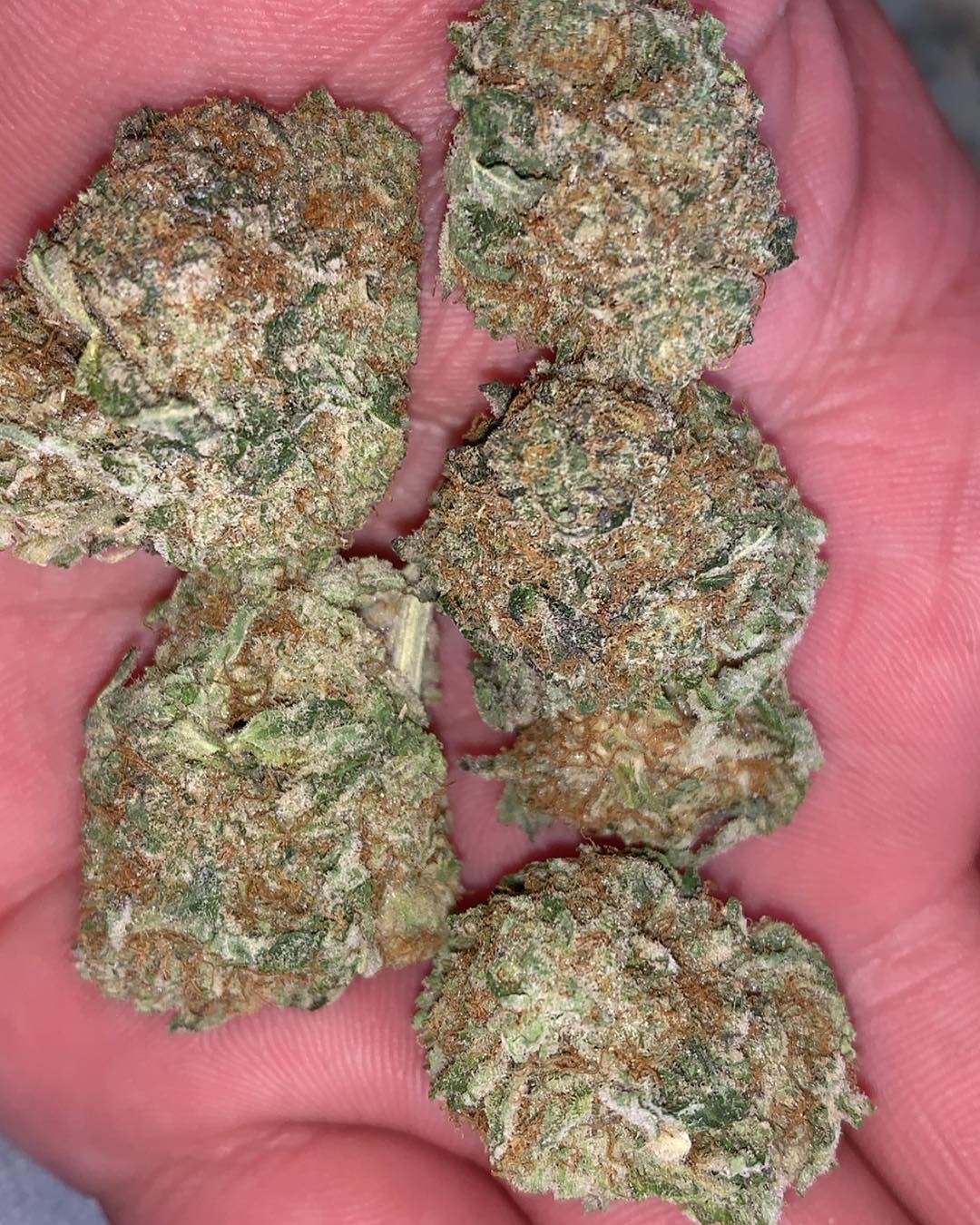 durban_poison.jpg