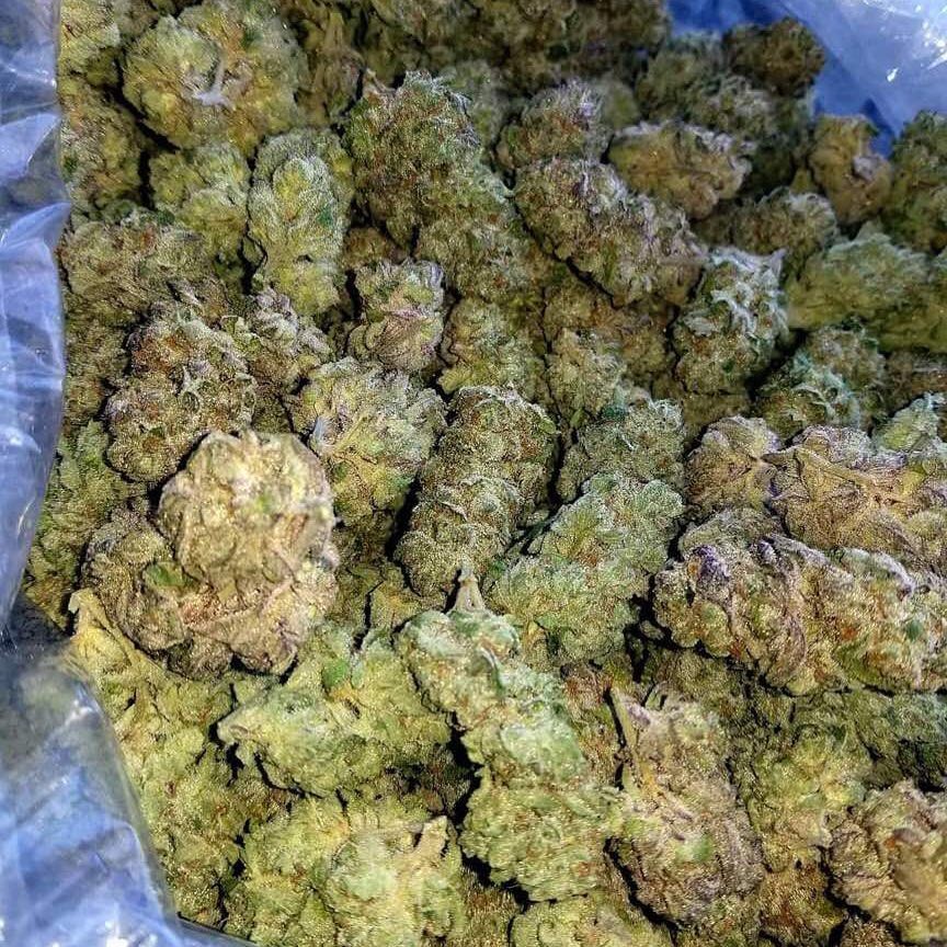 gg4.jpg